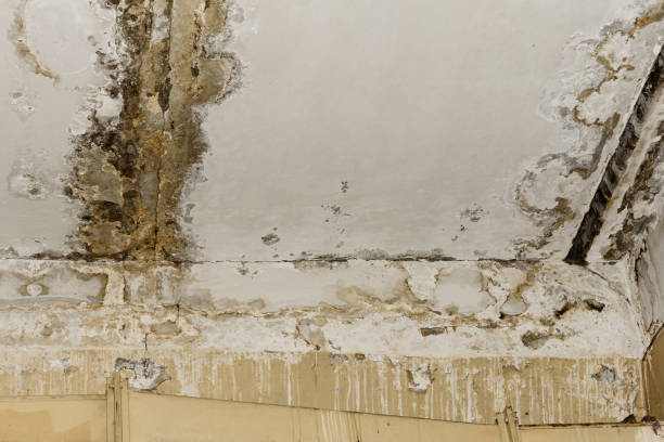 Best Comprehensive Air Testing for Mold Contaminants  in East Sandwich, MA